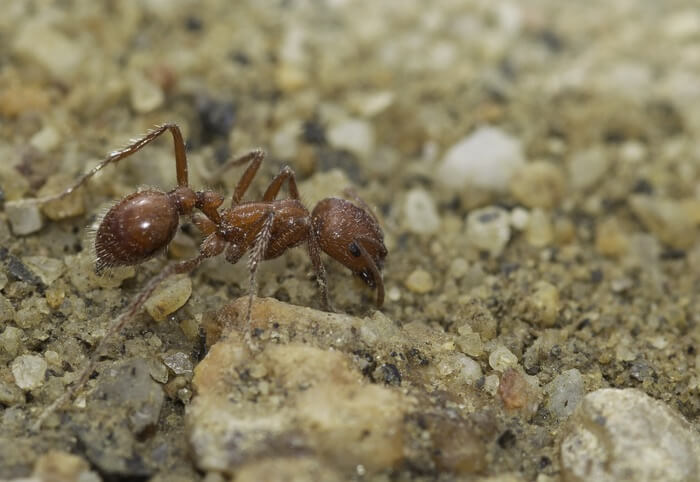 A harvester ant before being gotten rid of