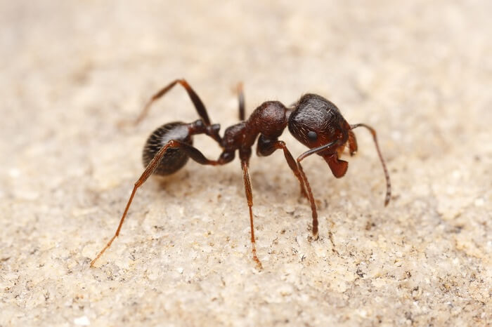 A harvester ant walking by itself