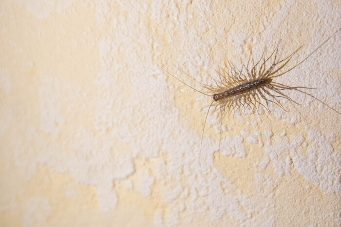 House centipede crawling on a wall
