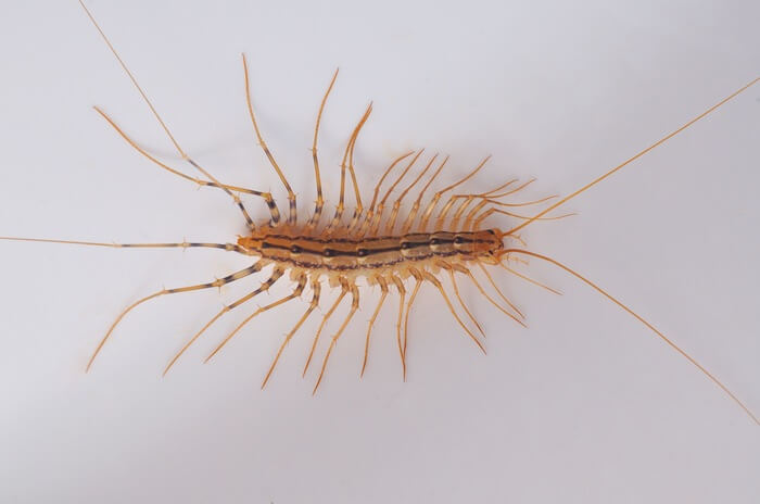 A house centipede viewed from above