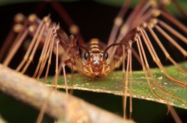 A house centipede looking dangerous