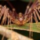 A house centipede looking dangerous