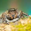 A jumping spider being kept out of the garage