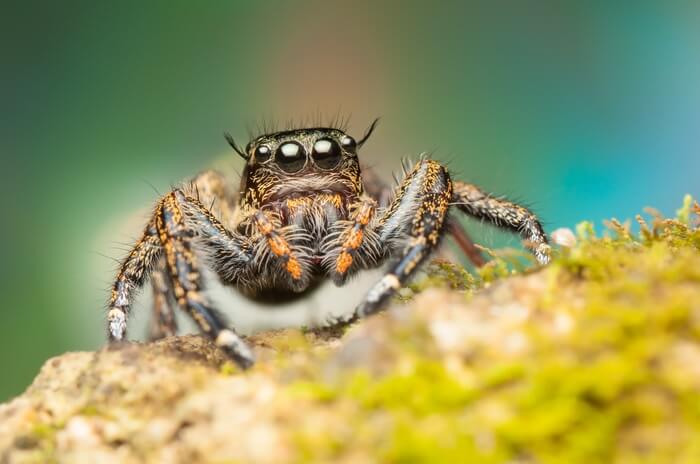 A jumping spider being kept out of the garage