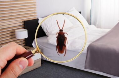 A homeowner looking to keep a cockroach away at night