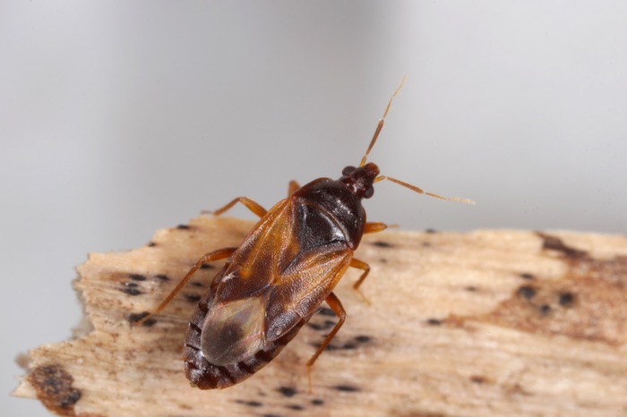 A small black minute pirate bug