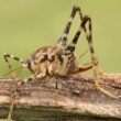 An adult spider cricket