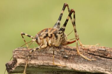 An adult spider cricket