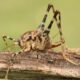 An adult spider cricket