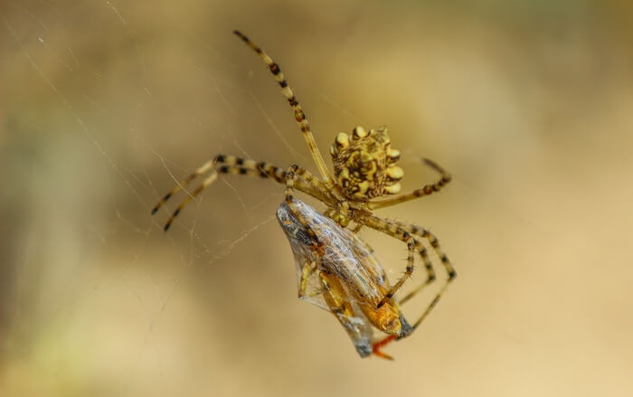 Spider eating an insect that got caught in its web