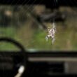 One spider inside a car