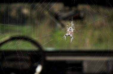 One spider inside a car