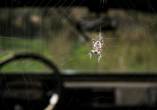 One spider inside a car