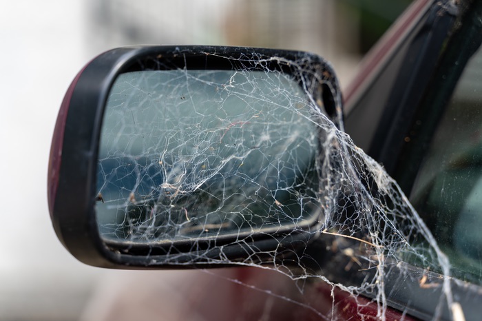 Spider with a web in a car mirror