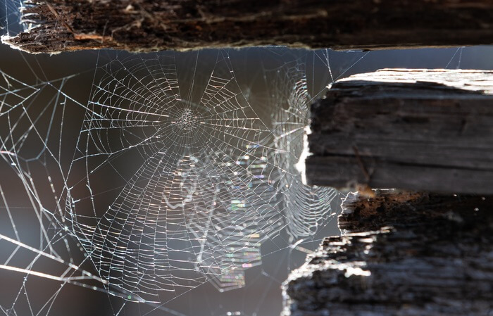 Multiple spider webs in a garage