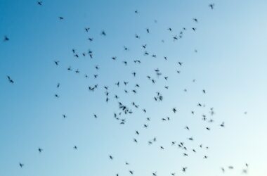 Tiny black bugs flying into a house