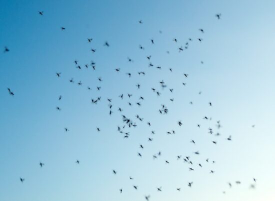 Tiny black bugs flying into a house