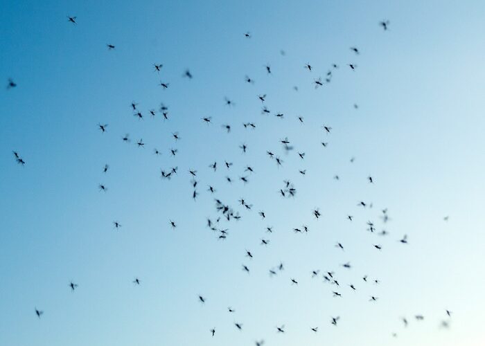 Tiny black bugs flying into a house