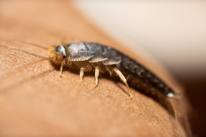 Tiny brown bug called a silverfish