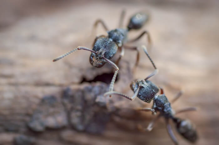 Two carpenter ants walking to a nest