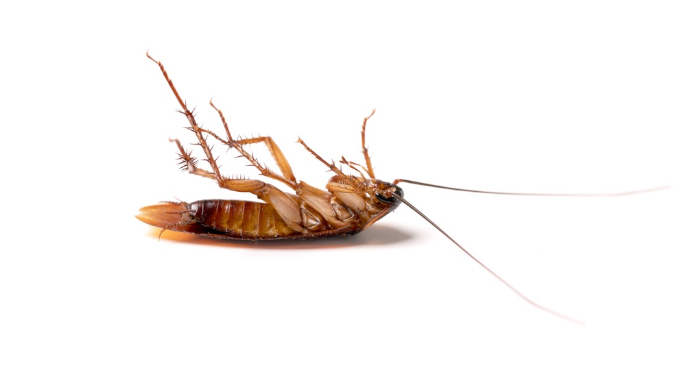 What Do Cockroaches Hate? All Tricks & Smells