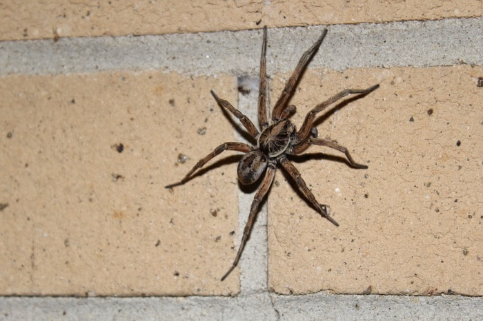 A large wolf spider inside a garage