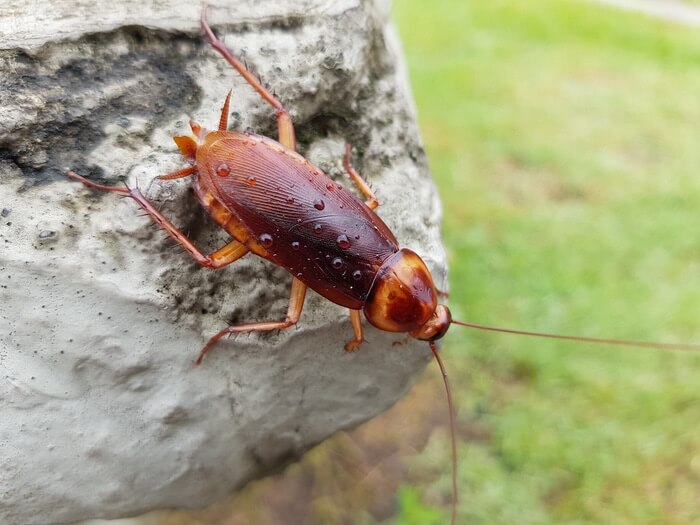 One American cockroach climbing