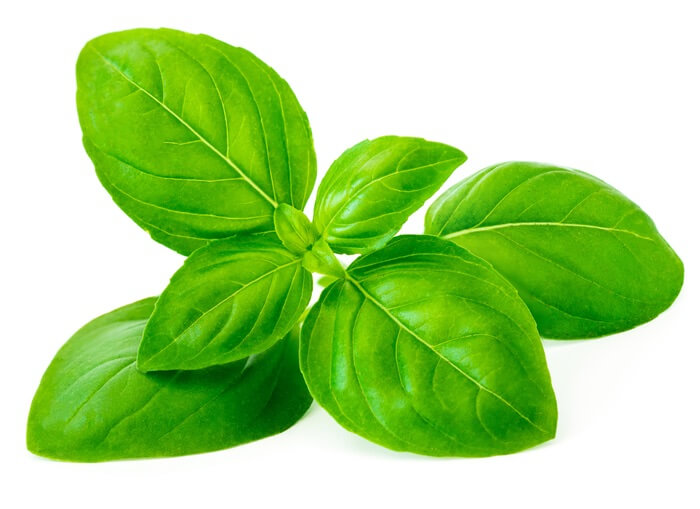 Basil leaves