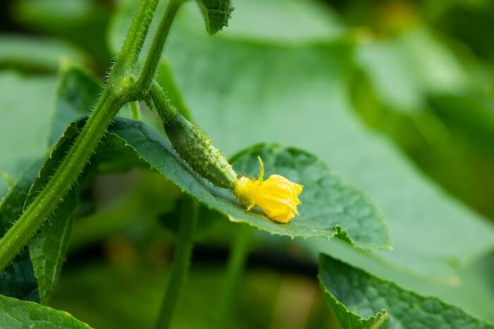 A cucumber plant being used as a wasp repellent