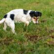 A dog keeping a mouse away