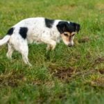 A dog keeping a mouse away