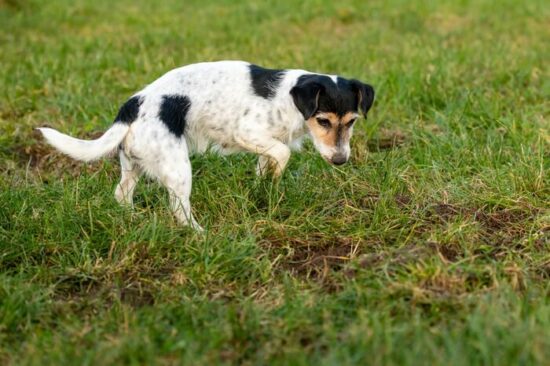 A dog keeping a mouse away