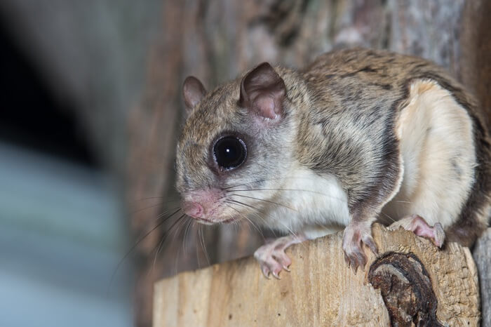 Flying squirrel perched in a tree