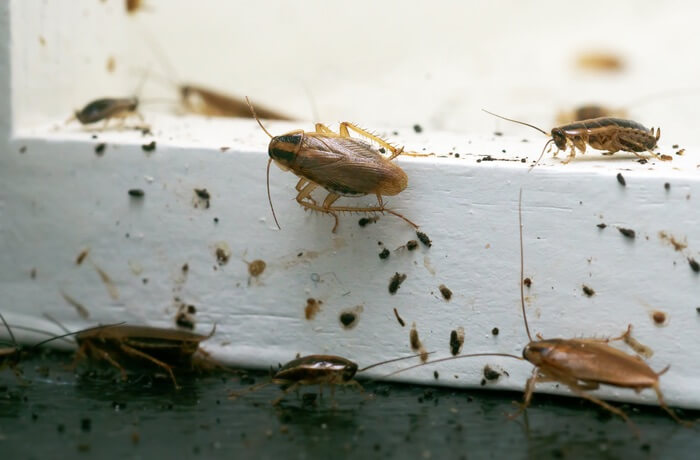 Germain cockroaches climbing on a window