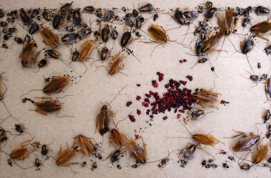 German cockroaches vs American cockroaches