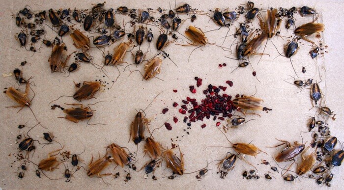 German cockroaches vs American cockroaches