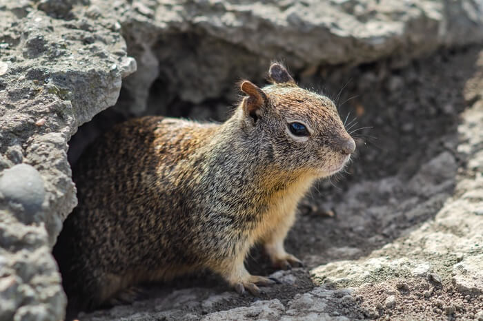 A male ground squirrel before sleeping