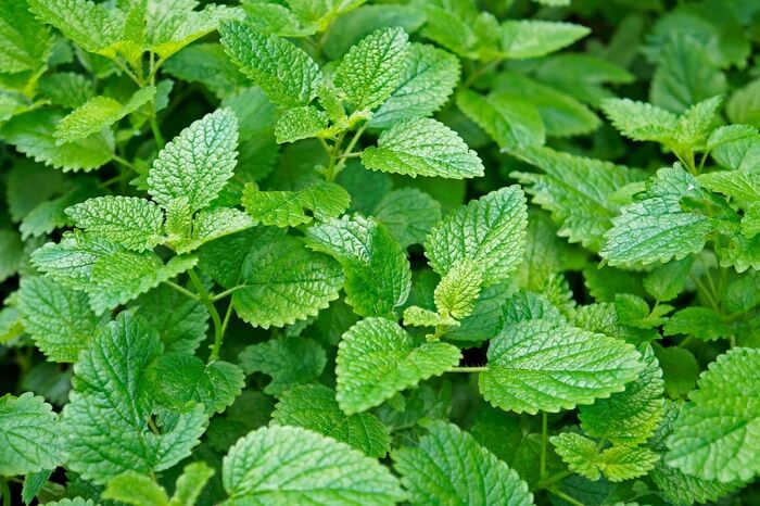 A lemon balm plant that wasps hate