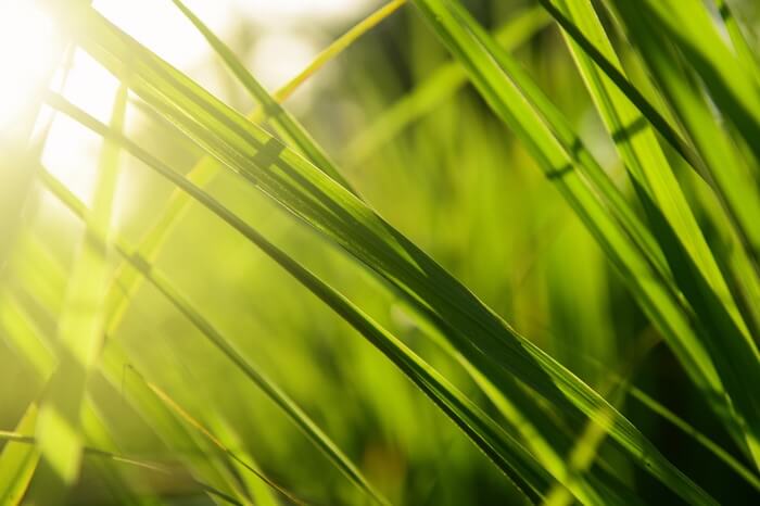 Lemongrass in a garden