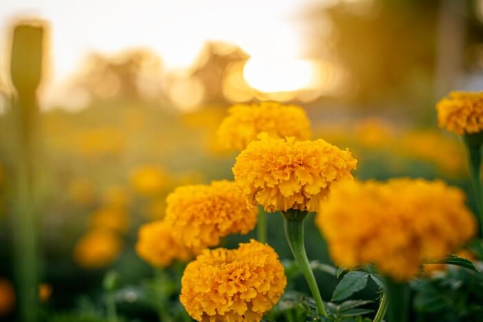 Marigolds in a field