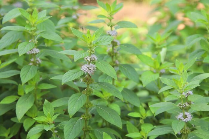 Pennyroyal plants being used to deter wasps