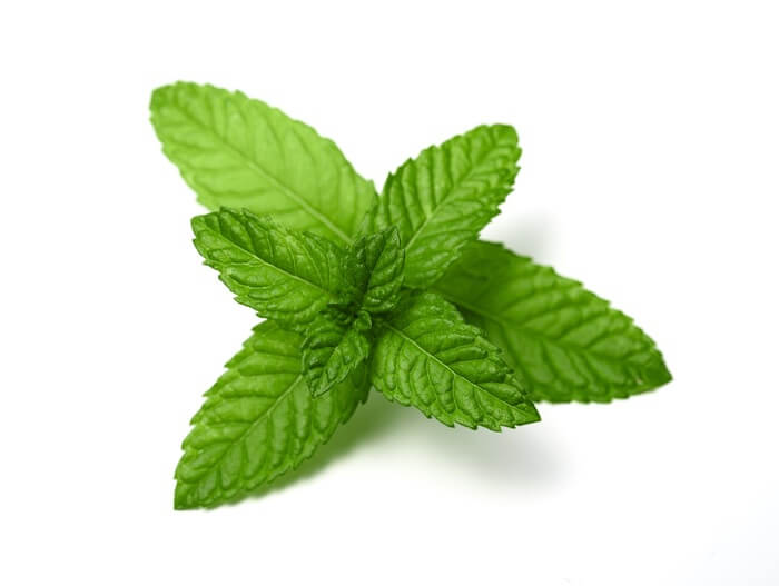 Peppermint plant used to repel wasps