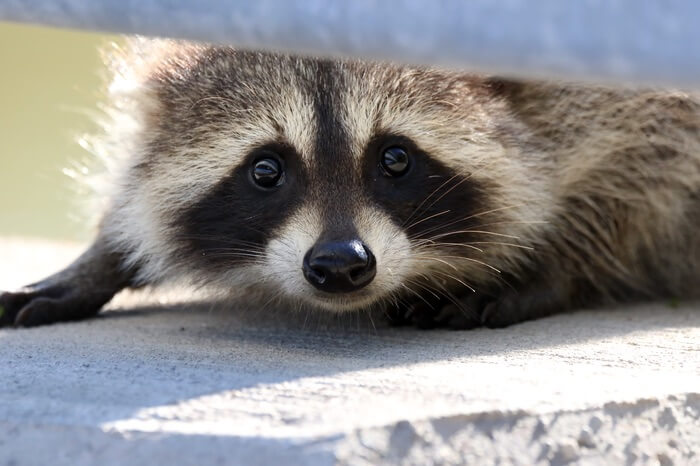 One raccoon exploring under a deck