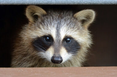 A raccoon living under a deck