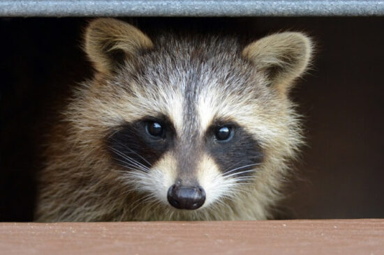 A raccoon living under a deck