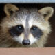 A raccoon living under a deck