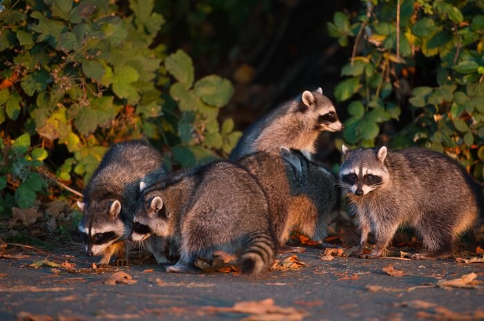 A group of raccoons looking for food