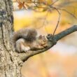 A sleeping squirrel in a tree