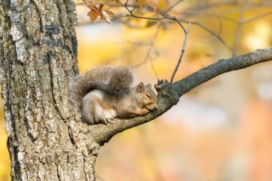 A sleeping squirrel in a tree