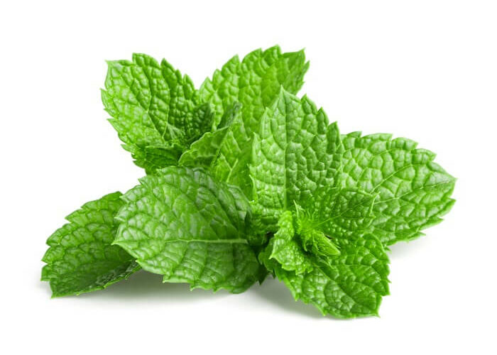 A spearmint wasp repellent plant